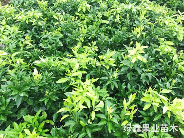 12媛紅(hóng)碰柑苗