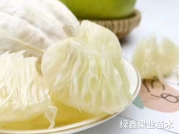 冰糖柚