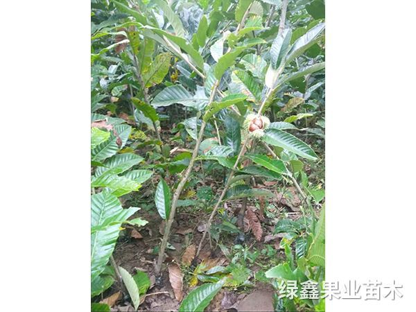 大(dà)油闆栗苗
