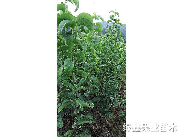 金(jīn)秋梨樹(shù)苗