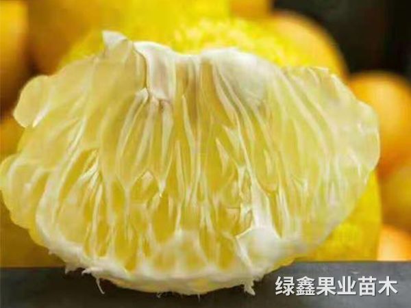 黃(huáng)金(jīn)貢柚