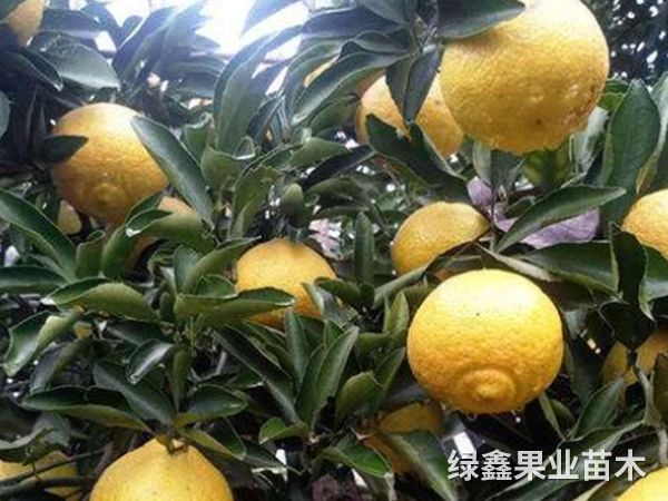 黃(huáng)金(jīn)貢柚