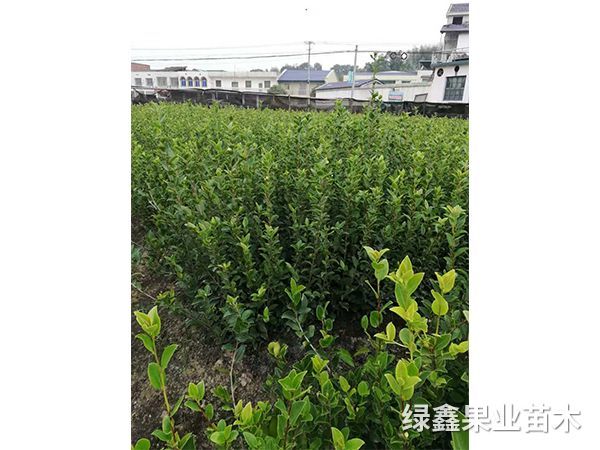 湘林(lín)系列油茶苗