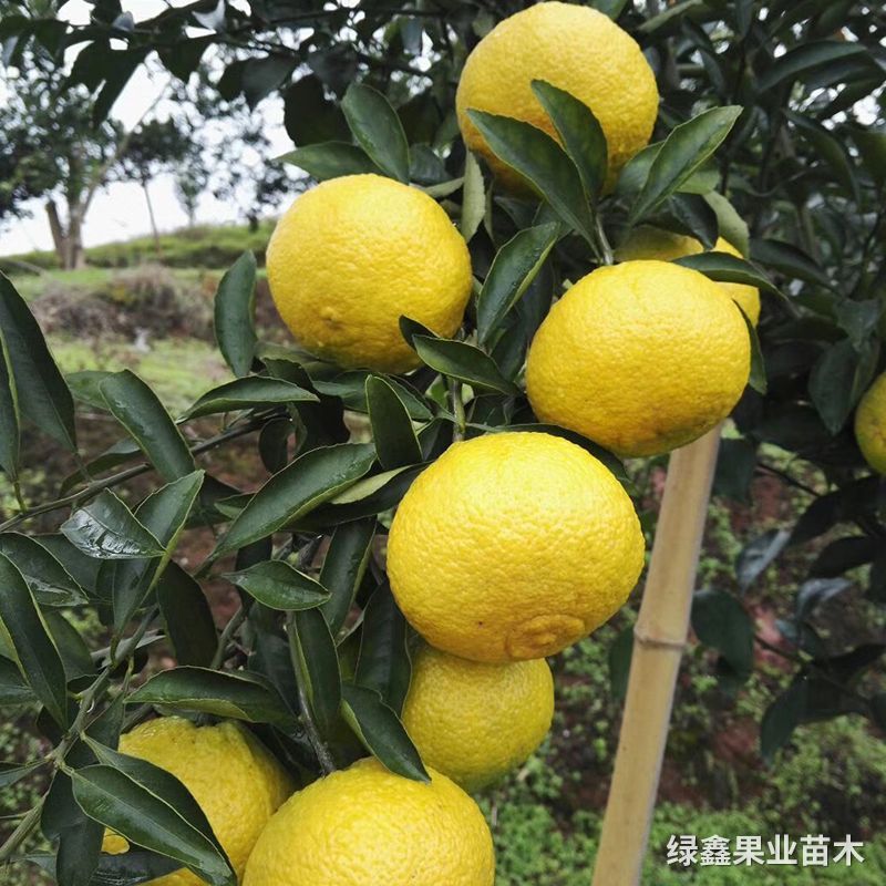 黃(huáng)金(jīn)貢柚