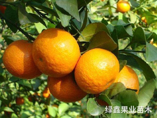 早熟大(dà)葉沙糖桔