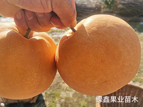 金(jīn)秋梨