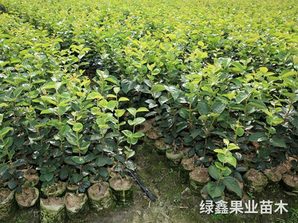 柿子(zǐ)苗木(mù)基地(dì)