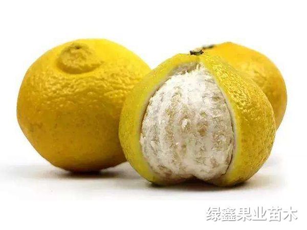 黃(huáng)金(jīn)貢柚