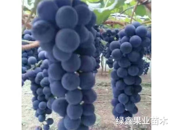 高(gāo)山(shān)二号葡萄苗