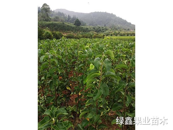 金(jīn)秋梨樹(shù)苗