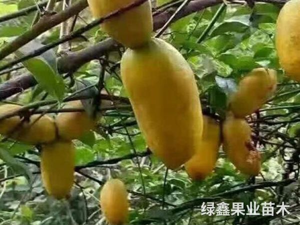 九月(yuè)黃(huáng)