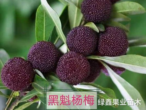 黑(hēi)魁楊梅