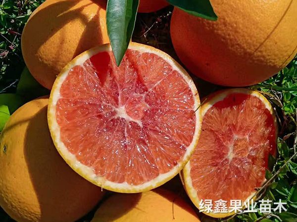 卡拉紅(hóng)心臍橙