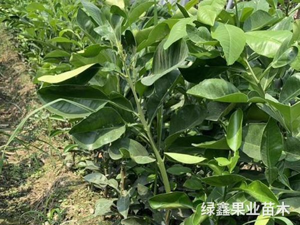 了(le)解果樹(shù)生(shēng)理(lǐ)，科(kē)學施肥
