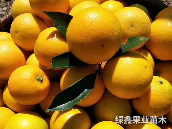 冰糖橙