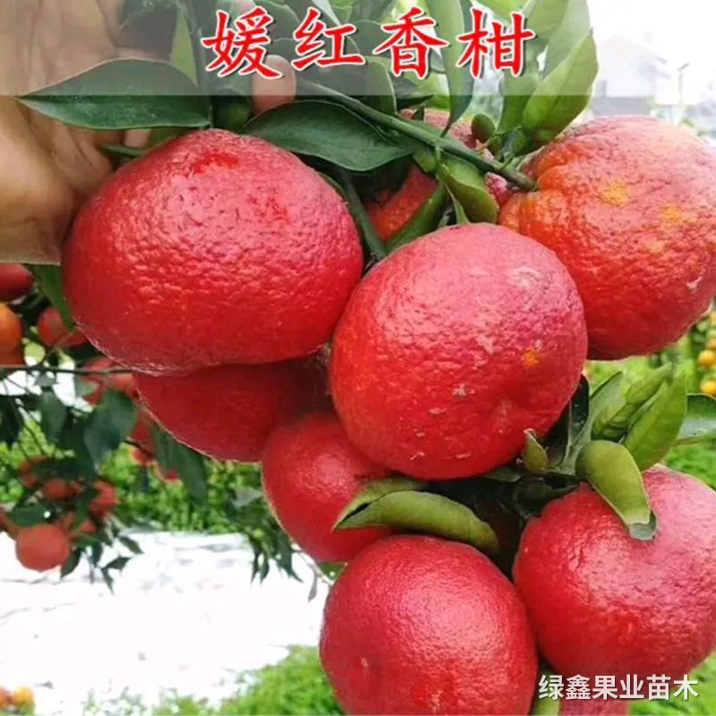 媛紅(hóng)碰柑
