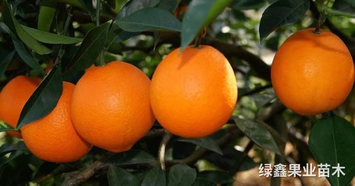 紐荷爾臍橙