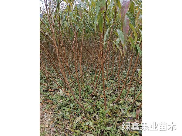蟠桃苗