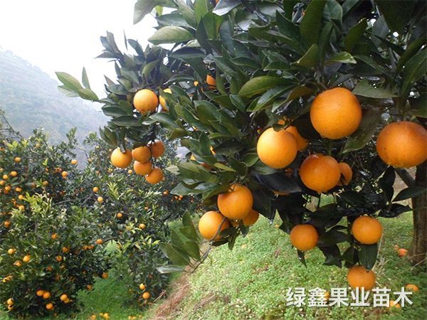 冰糖橙