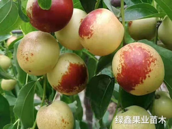 酥脆大(dà)棗