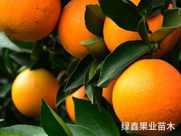 冰糖橙