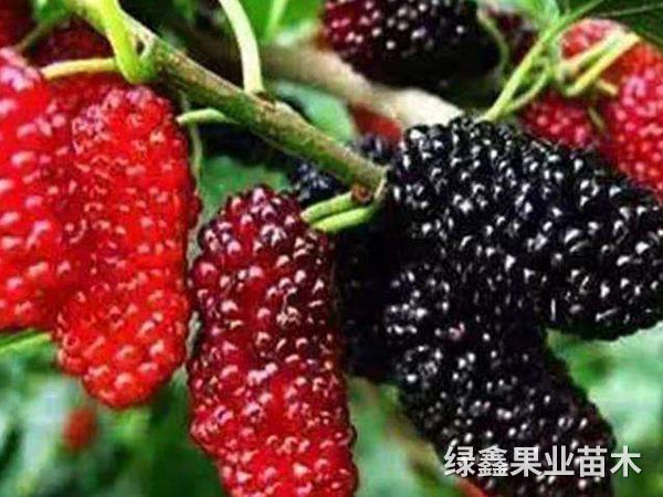 果桑苗