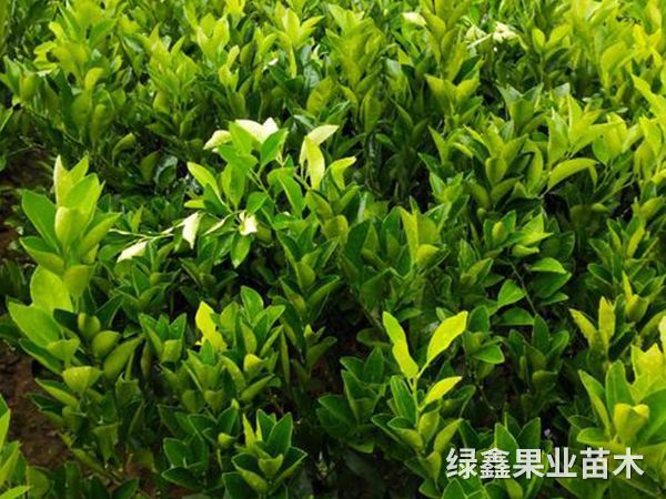 冰糖橙