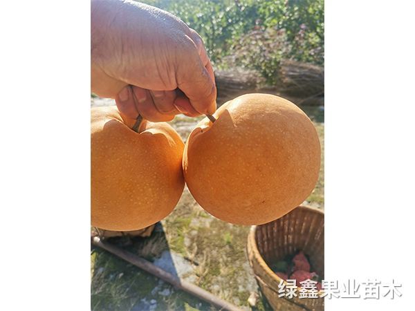 金(jīn)秋梨樹(shù)苗