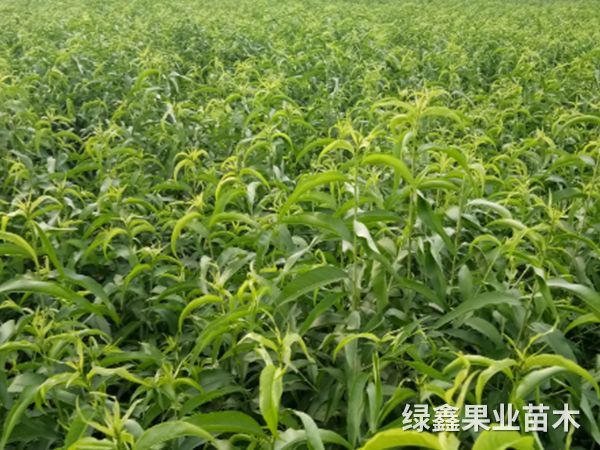 黃(huáng)桃苗