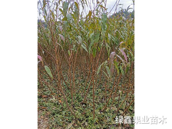 蟠桃苗