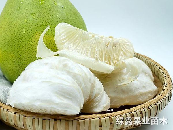 冰糖柚