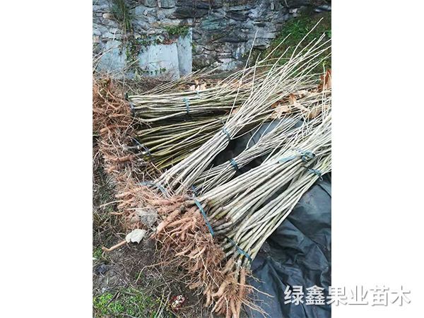 大(dà)油闆栗