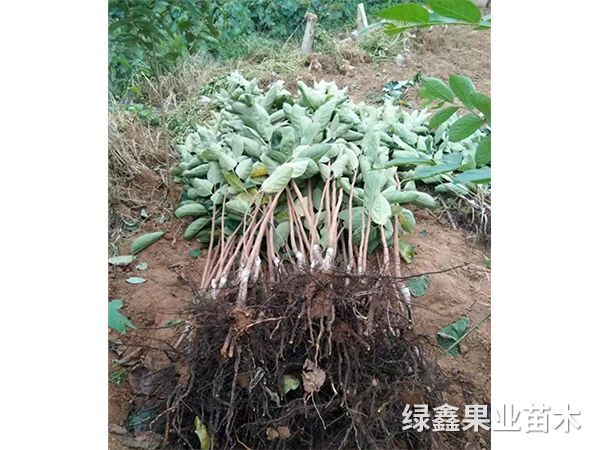 太秋甜柿