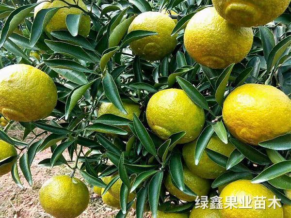 黃(huáng)金(jīn)貢柚