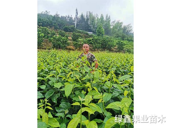 陽豐甜柿苗