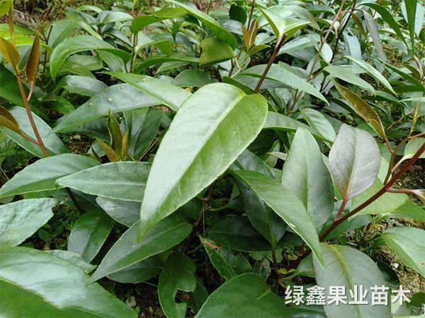黑(hēi)老(lǎo)虎