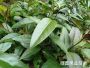 黑(hēi)老(lǎo)虎