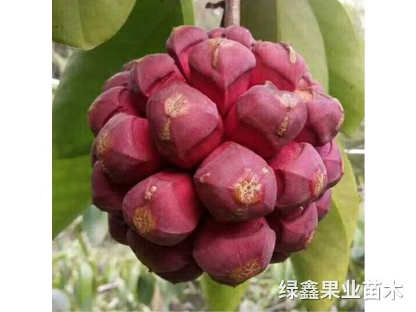黑(hēi)老(lǎo)虎