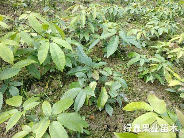 九月(yuè)黃(huáng)