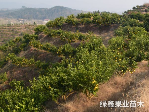 黃(huáng)金(jīn)貢柚基地(dì)