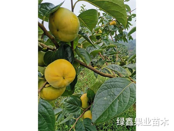 陽豐甜柿苗