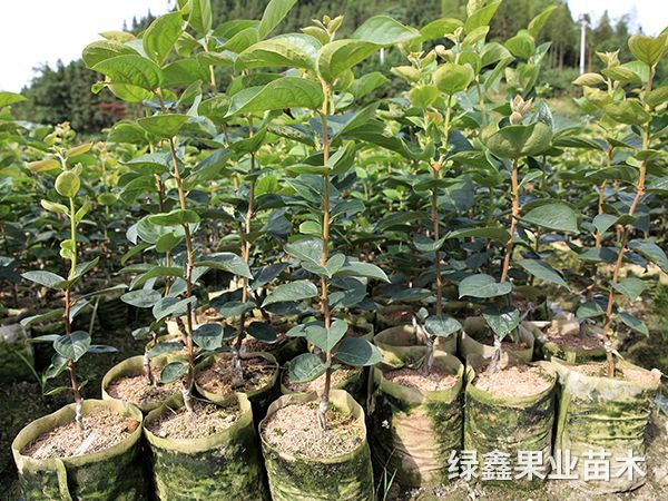 太秋甜柿