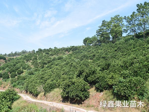 柑橘基地(dì)