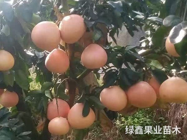 紅(hóng)心柚子(zǐ)苗