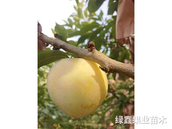 黃(huáng)金(jīn)奈李苗