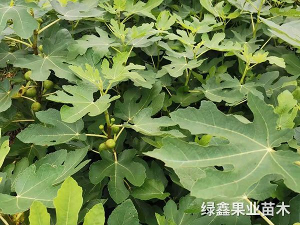 無花(huā)果苗