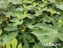 無花(huā)果苗