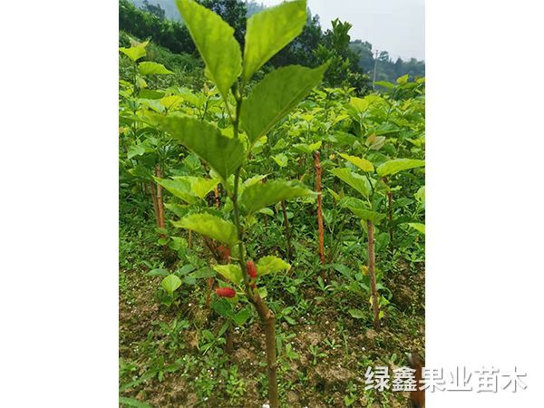 果桑苗