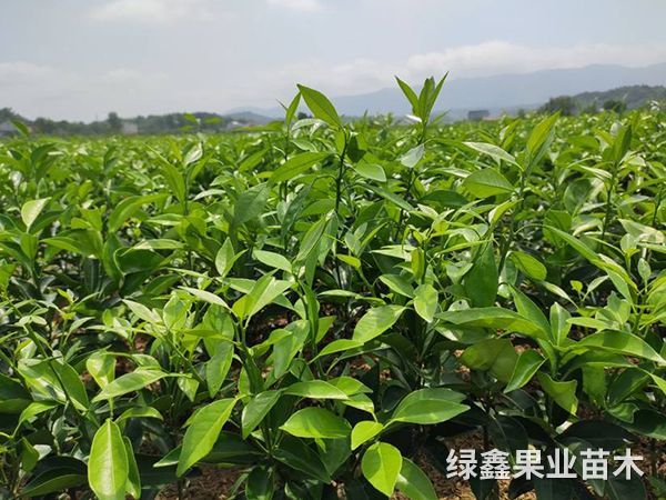柑橘苗腳腐病防治措施