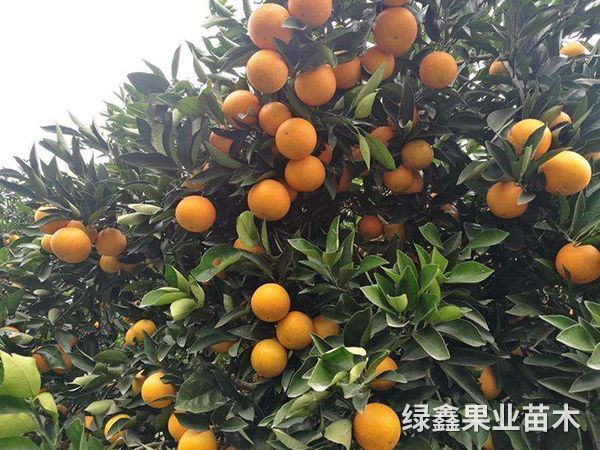冰糖橙